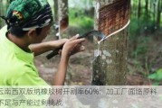 云南西双版纳橡胶树开割率60%：加工厂面临原料不足与产能过剩挑战