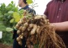 6月9日山东临沂花生价格行情