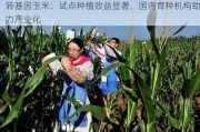 转基因玉米：试点种植效益显著，国内育种机构助力产业化