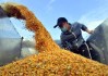 美国降雨预报，芝加哥玉米和大豆下跌，而小麦上涨