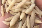 欧庙镇麦冬货量稳定：药厂货110-120元/kg