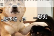 doge表情包柴犬去世，曾是流浪狗，网友：会以狗狗币的形式继续活着