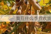 黄豆什么季节收货