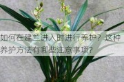 如何在建兰进入时进行养护？这种养护方法有哪些注意事项？