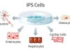 京都大学iPS细胞技术：前精原细胞培养突破，助力不孕症治疗