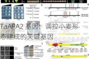 TaAPA2 基因：调控小麦形态建成的关键基因