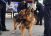 警犬被偷事件引热议，网友：偷警犬算不算袭警，法律专家解读