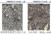 新浪期货黑龙江地区大豆、玉米调研（嫩江、讷河）