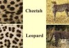 "Leopard"和"Cheetah"有什么区别？