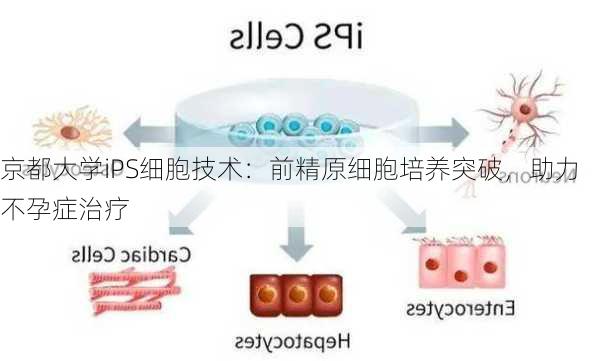 京都大学iPS细胞技术：前精原细胞培养突破，助力不孕症治疗