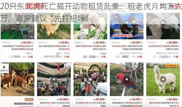 20只东北虎死亡揭开动物租赁乱象：租老虎月均五六万，商家建议“先打招呼”