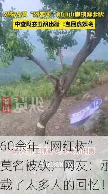 60余年“网红树”莫名被砍，网友：承载了太多人的回忆！