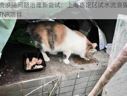 流浪猫问题治理新尝试：上海嘉定区试水流浪猫TNR项目