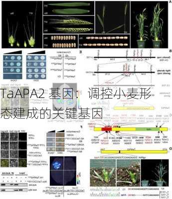 TaAPA2 基因：调控小麦形态建成的关键基因