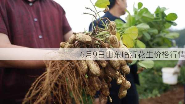 6月9日山东临沂花生价格行情