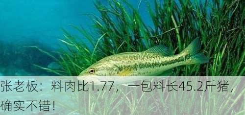 张老板：料肉比1.77，一包料长45.2斤猪，确实不错！