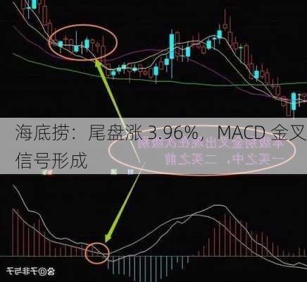 海底捞：尾盘涨 3.96%，MACD 金叉信号形成