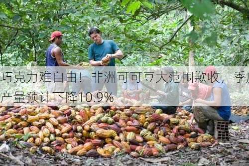 巧克力难自由！非洲可可豆大范围歉收，季度产量预计下降10.9%