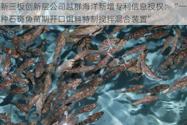 新三板创新层公司越群海洋新增专利信息授权：“一种石斑鱼苗期开口饵料特制搅拌混合装置”