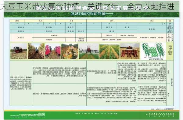 大豆玉米带状复合种植：关键之年，全力以赴推进