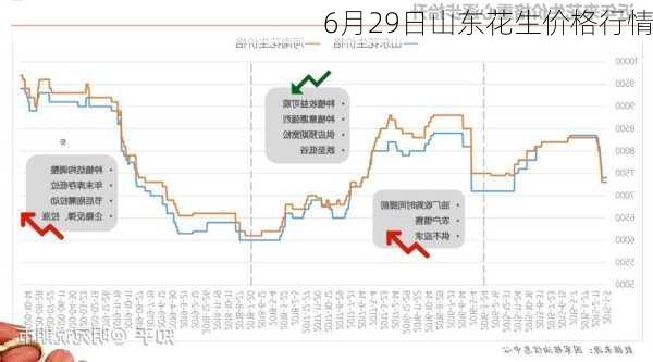 6月29日山东花生价格行情