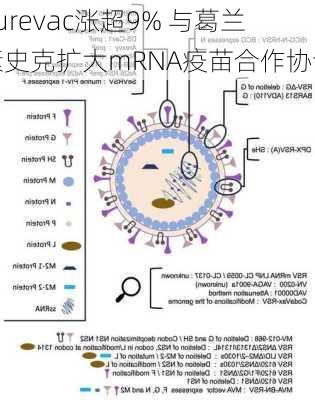 Curevac涨超9% 与葛兰素史克扩大mRNA疫苗合作协议