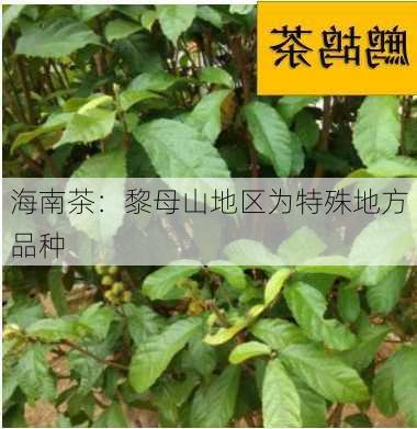 海南茶：黎母山地区为特殊地方品种