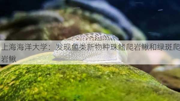 上海海洋大学：发现鱼类新物种珠鳍爬岩鳅和绿斑爬岩鳅