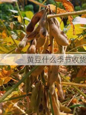 黄豆什么季节收货