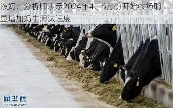 液奶：分析师表示2024年4、5月份开始牧场明显增加奶牛淘汰速度