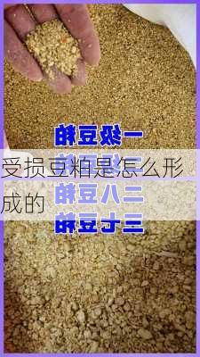 受损豆粕是怎么形成的