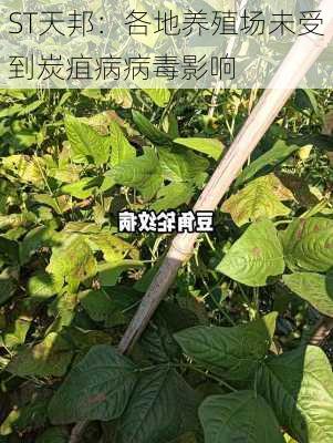 ST天邦：各地养殖场未受到炭疽病病毒影响