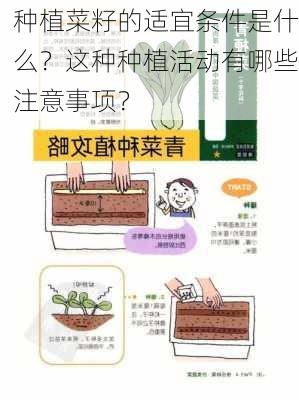 种植菜籽的适宜条件是什么？这种种植活动有哪些注意事项？