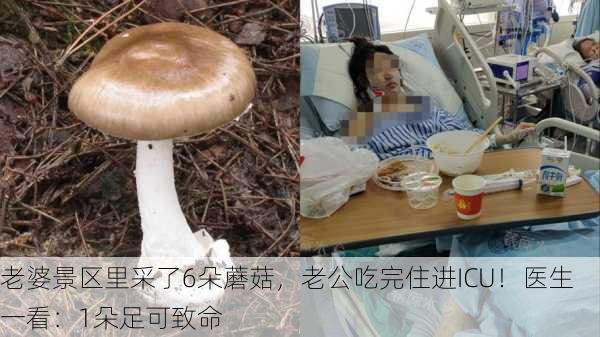 老婆景区里采了6朵蘑菇，老公吃完住进ICU！医生一看：1朵足可致命