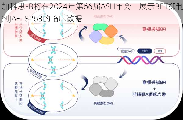 加科思-B将在2024年第66届ASH年会上展示BET抑制剂JAB-8263的临床数据