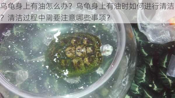 乌龟身上有油怎么办？乌龟身上有油时如何进行清洁？清洁过程中需要注意哪些事项？