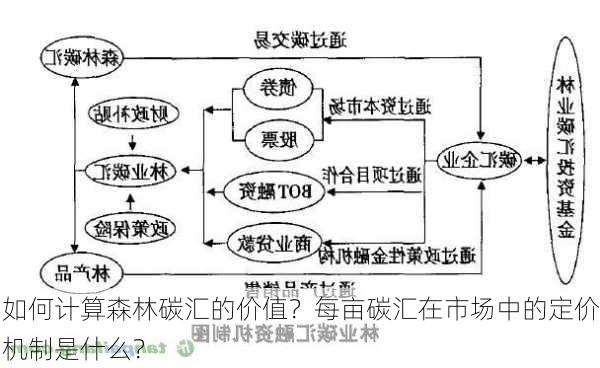 如何计算森林碳汇的价值？每亩碳汇在市场中的定价机制是什么？